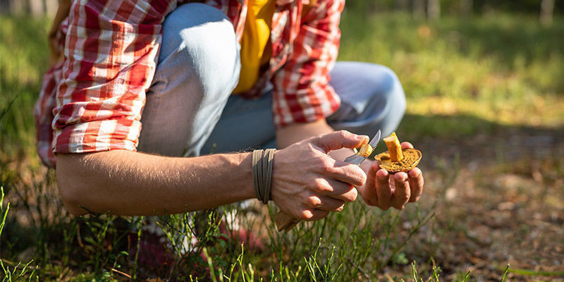 Raccogliere Funghi In Mezzo Alla Natura: Sii Cauto