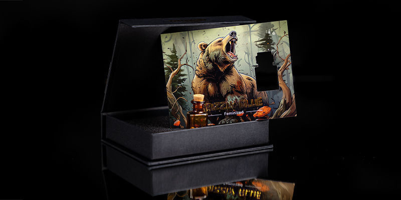 Livello 4 — Roaring Bear: Grizzly Glue
