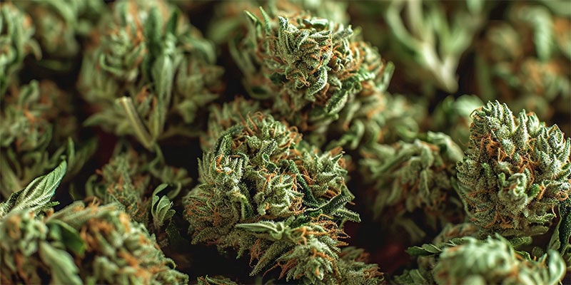 È Possibile Un’Overdose Da Cannabis?
