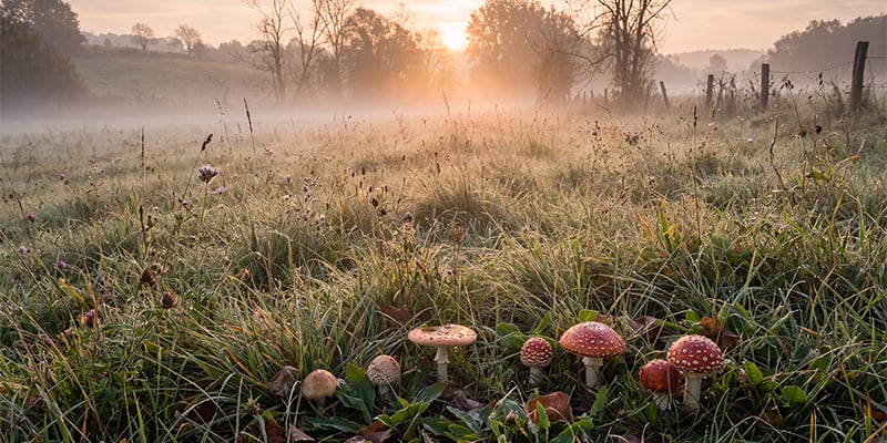Clima e condizioni stagionali per la crescita all'aperto