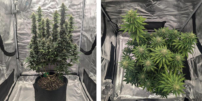 Come scegliere il giusto grow box per la cannabis