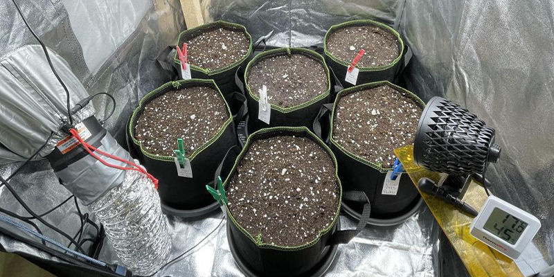 Svantaggi del coltivare cannabis in un grow box