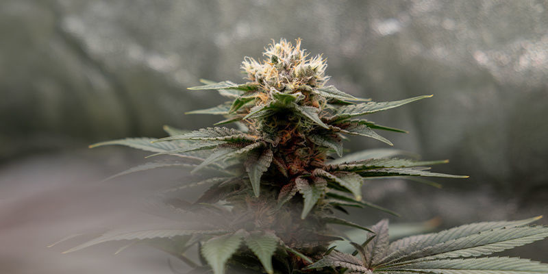 Varietà più adatte da coltivare nei grow box