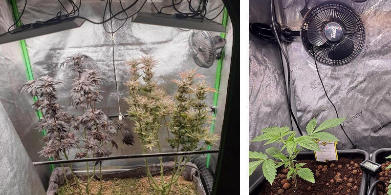Ventilazione e ricircolo dell'aria nei grow box