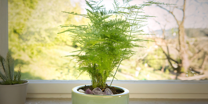 Asparago plumosus (Asparagus plumosus Nanus)