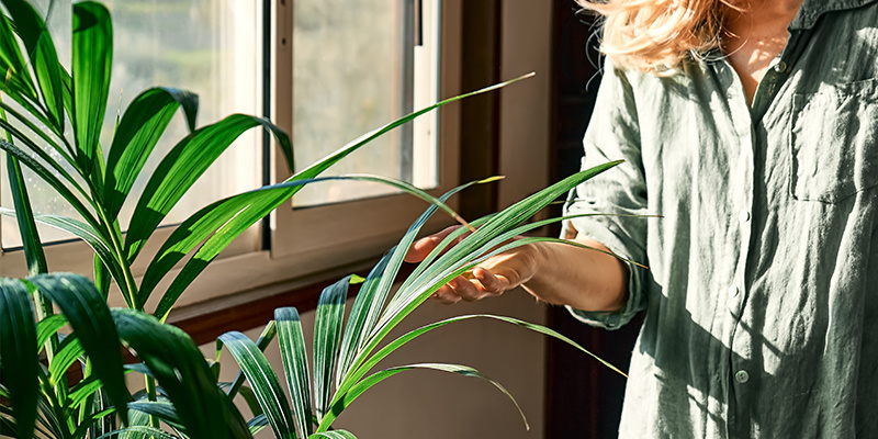 Porta la natura in casa e sconfiggi la malinconia invernale