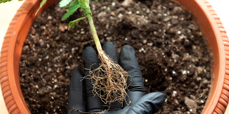 Fertilizzanti di base e additivi
