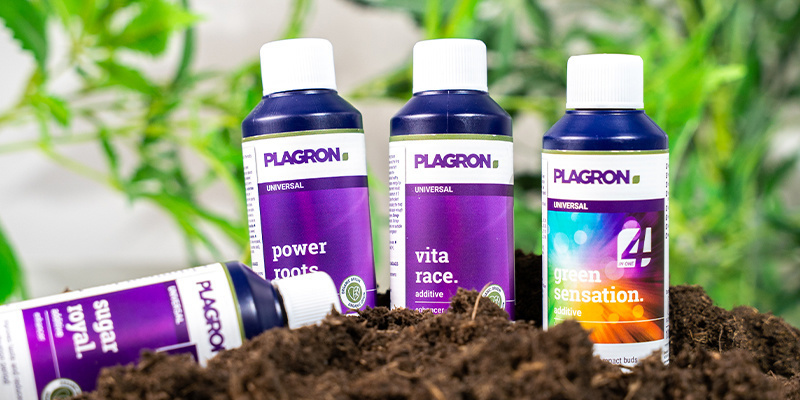 Additivi per cannabis: Un elemento da non sottovalutare