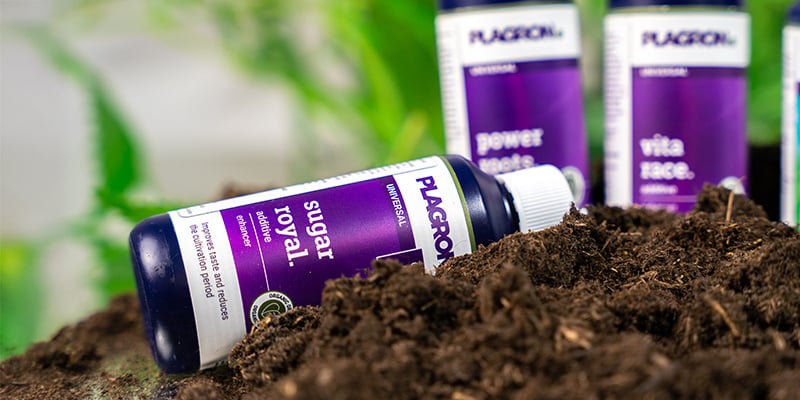 Cosa sono gli additivi per la cannabis?
