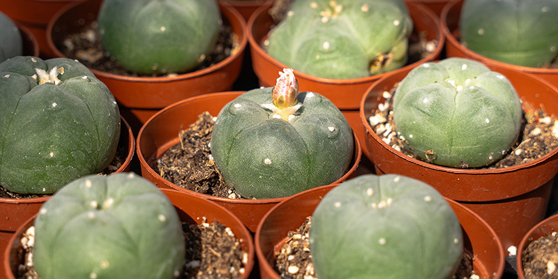Cos'è il cactus peyote: Una pianta sacra con una rilevanza moderna