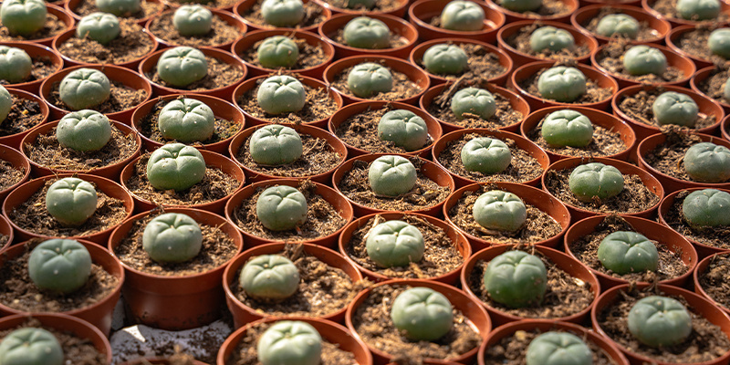 Cos'è il peyote?