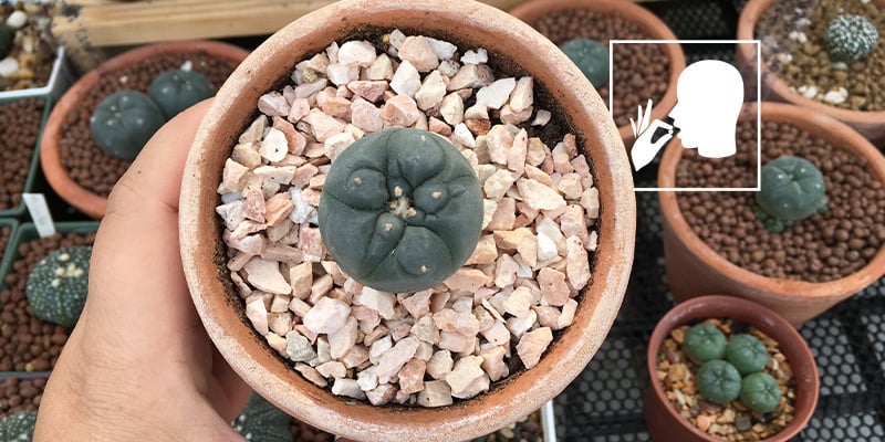 Masticare bottoni di peyote essiccati o al naturale Masticare bottoni di peyote essiccati o al naturale