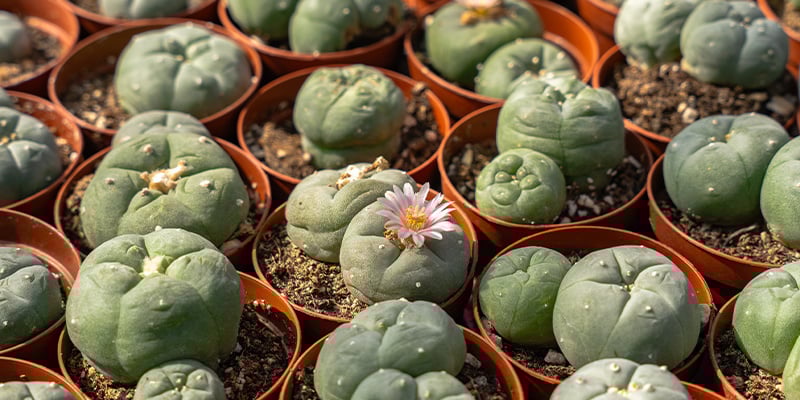 Dai rituali alla realtà: Il peyote nel mondo moderno Dai rituali alla realtà: Il peyote nel mondo moderno