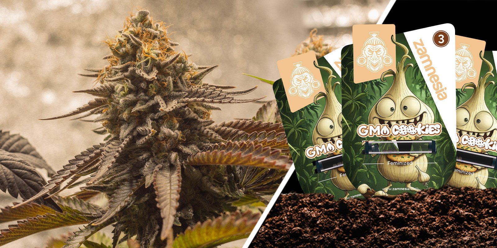 GMO Cookies: Una potenza indimenticabile