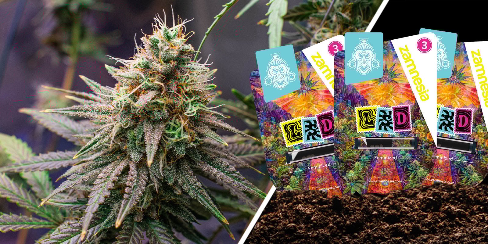 LSD: Una Skunk vecchia scuola con un tocco psichedelico