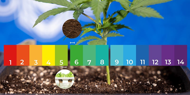 Germinazione e prime fasi Germinazione e prime fasi