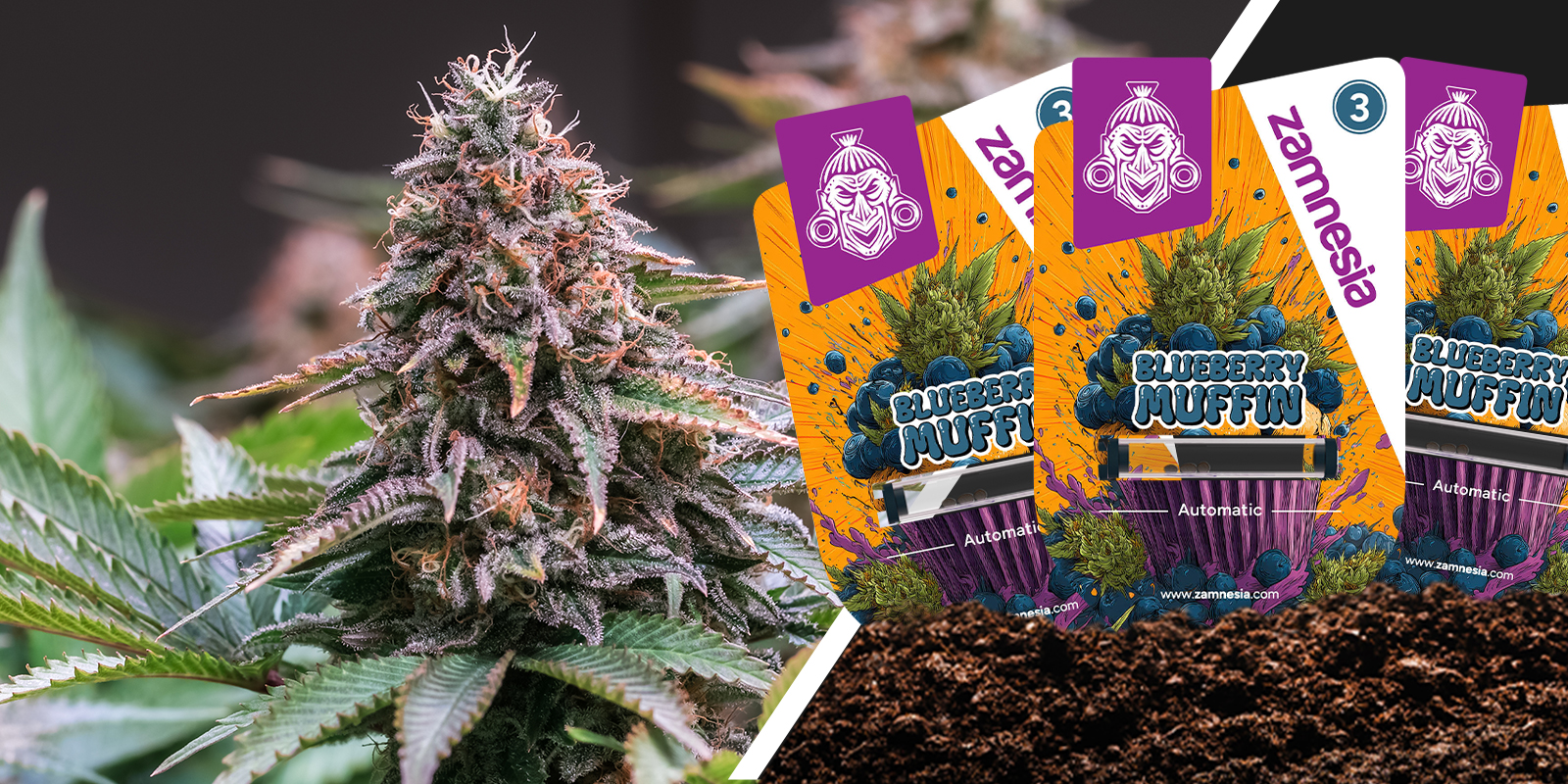 Blueberry Muffin: dolcezza di frutti di bosco in ogni briciola Blueberry Muffin: dolcezza di frutti di bosco in ogni briciola