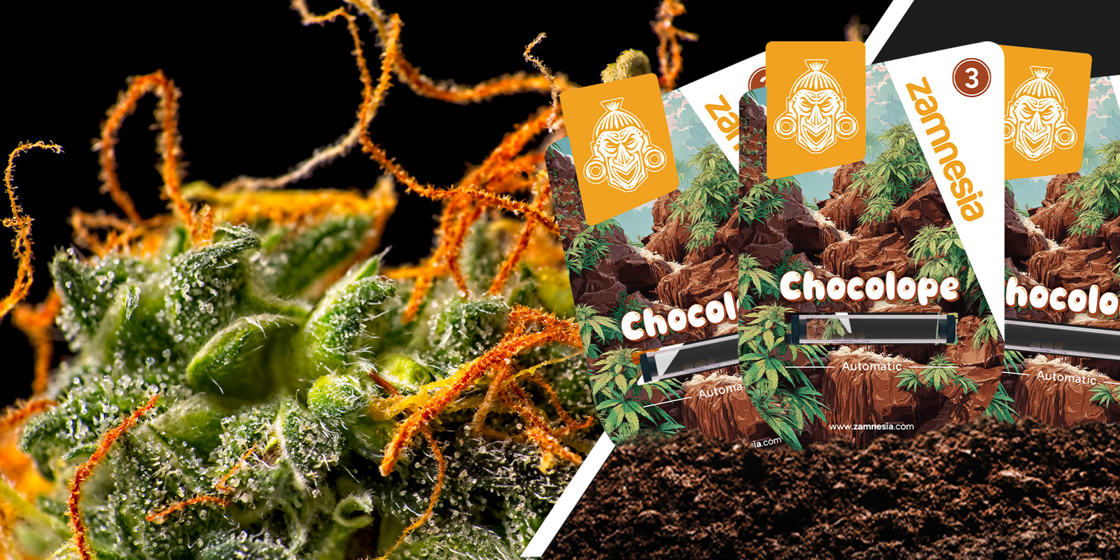 Chocolope: vibrazioni nostalgiche con un tocco di cioccolato Chocolope: vibrazioni nostalgiche con un tocco di cioccolato