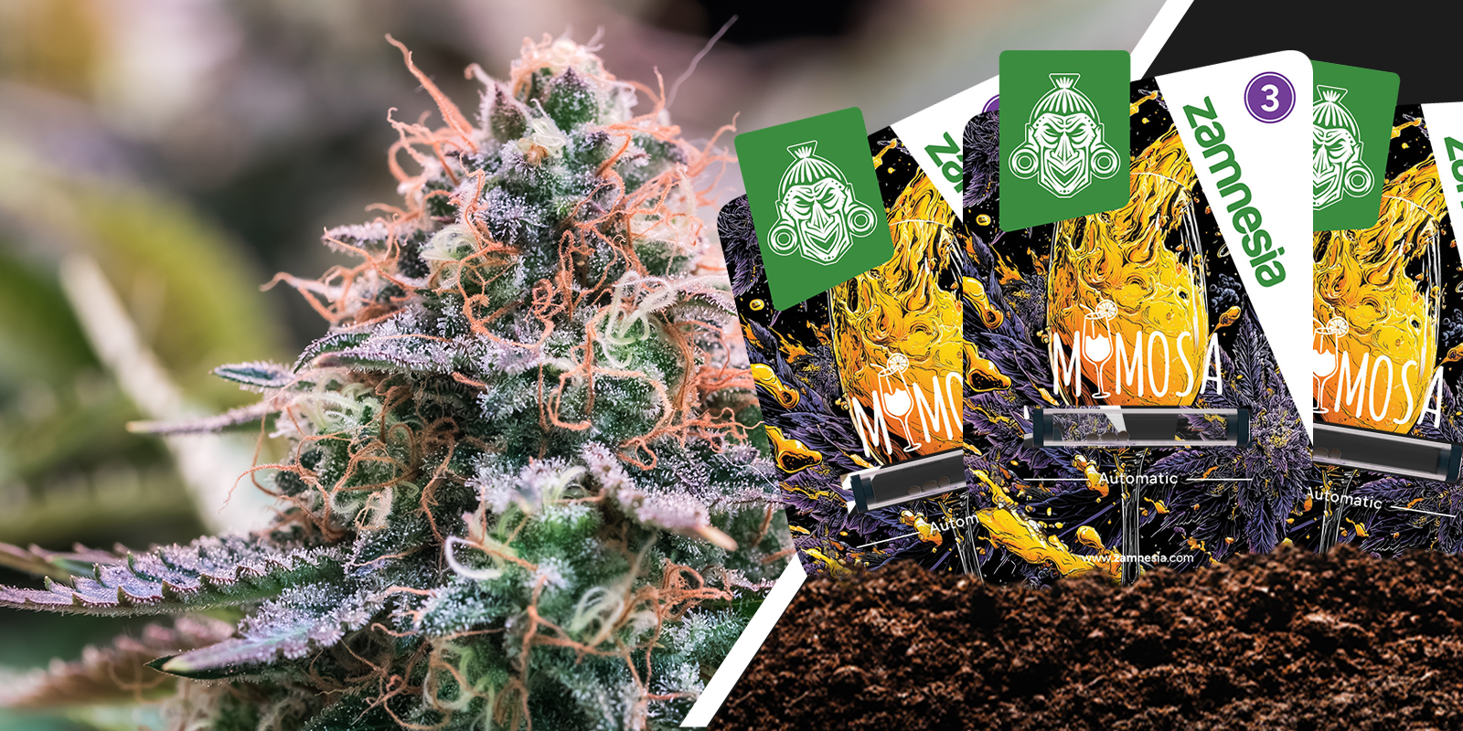 Mimosa: frizzante agrumato dal finale morbido Mimosa: frizzante agrumato dal finale morbido