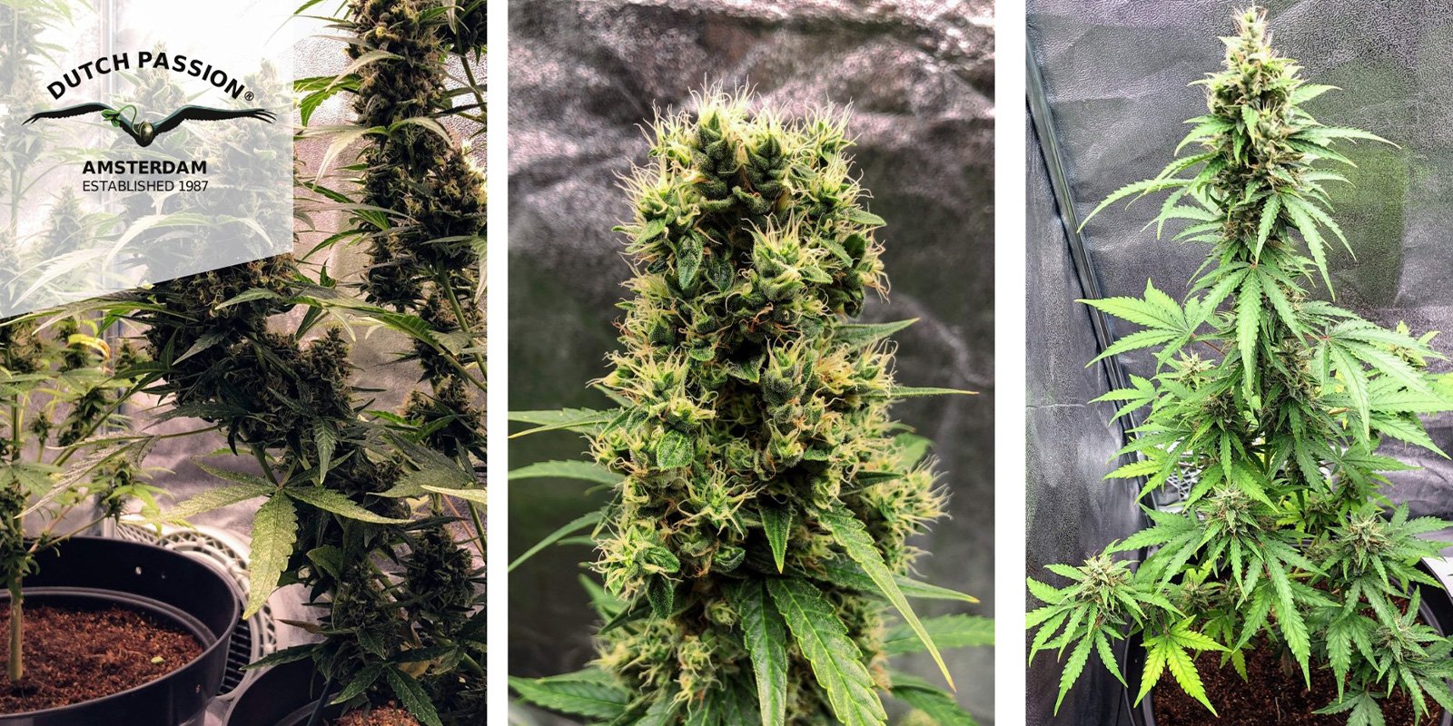 Auto White Widow (Dutch Passion) femminizzata Auto White Widow (Dutch Passion) femminizzata