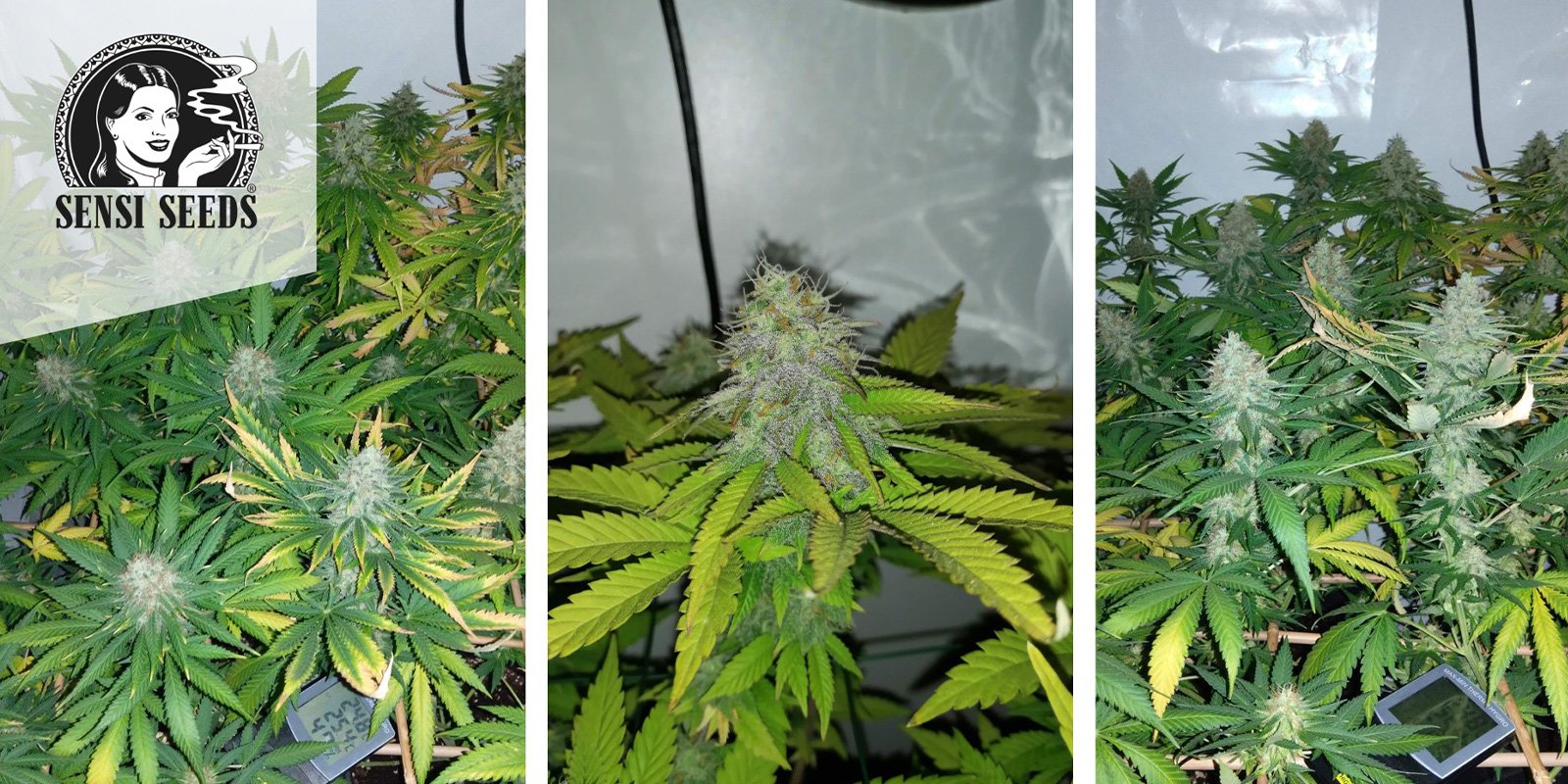 Early Skunk (Sensi Seeds) femminizzata Early Skunk (Sensi Seeds) femminizzata