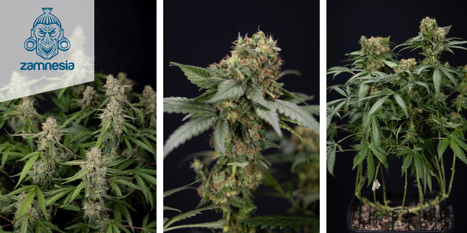 Green Crack F1 Auto (Zamnesia Seeds) femminizzata Green Crack F1 Auto (Zamnesia Seeds) femminizzata