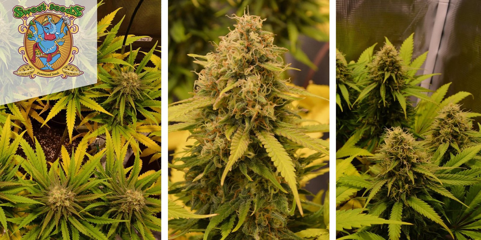 Green Poison Auto (Sweet Seeds) femminizzata