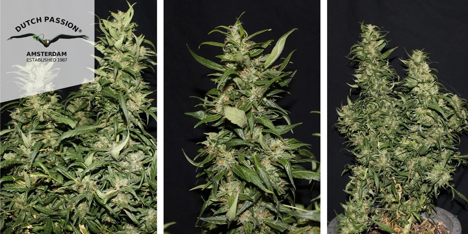 Hollands Hope (Dutch Passion) femminizzata Hollands Hope (Dutch Passion) femminizzata