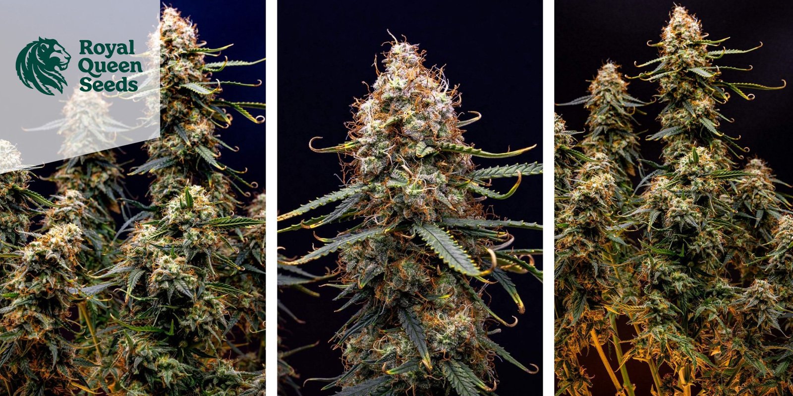 Northern Light Auto (Royal Queen Seeds) femminizzata Northern Light Auto (Royal Queen Seeds) femminizzata