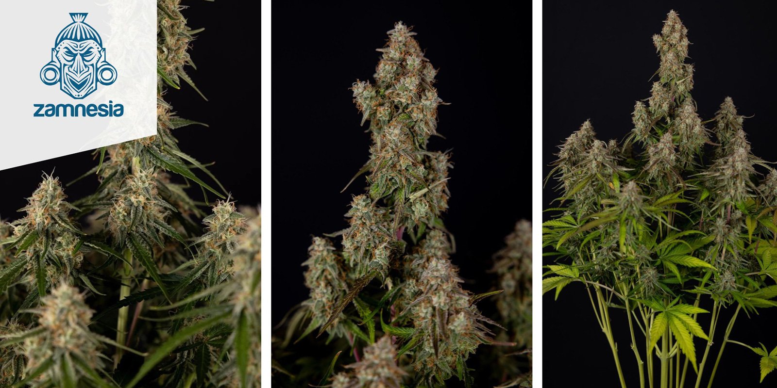 Wurlz F1 Auto (Zamnesia Seeds) femminizzata Wurlz F1 Auto (Zamnesia Seeds) femminizzata