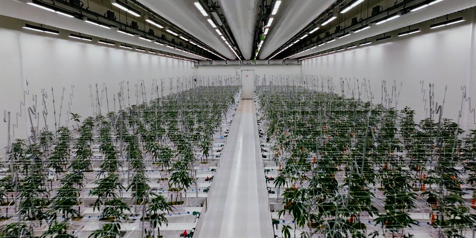 Una masterclass di coltivazione regolamentata Una masterclass di coltivazione regolamentata