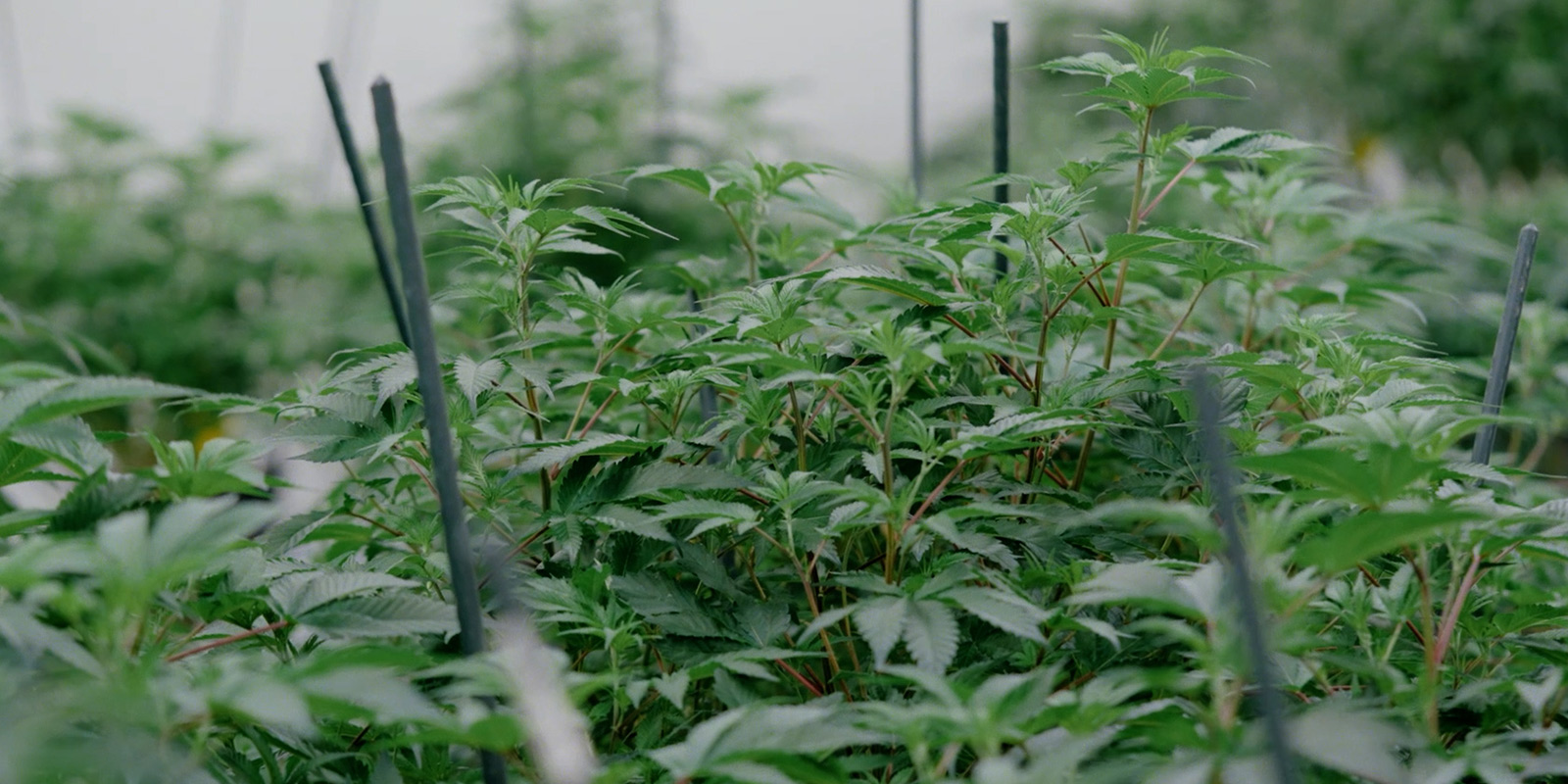 Un nuovo capitolo Un nuovo capitolo