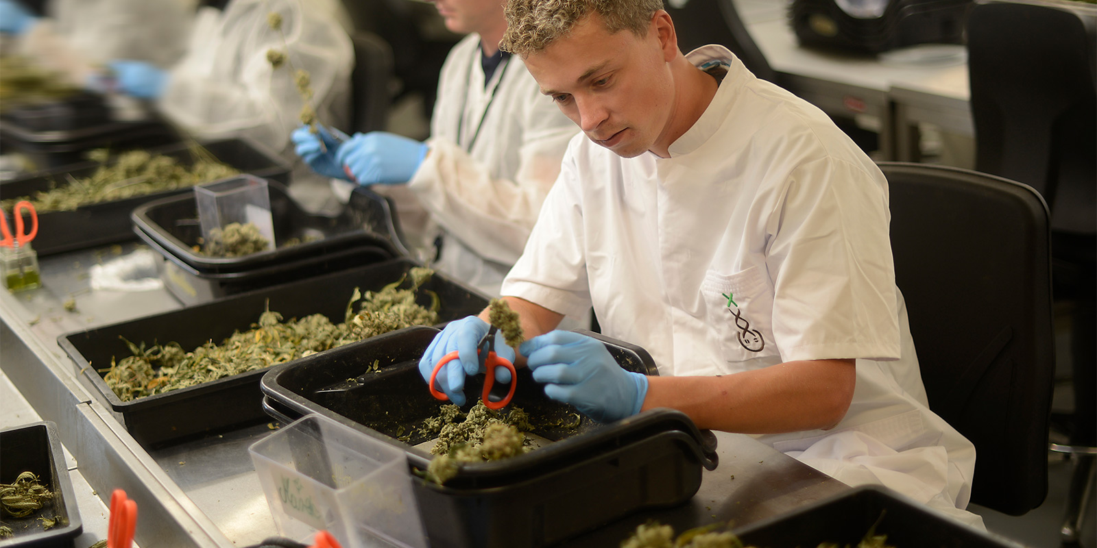 La sinergia: Hollandse Hoogtes x Amsterdam Genetics La sinergia: Hollandse Hoogtes x Amsterdam Genetics