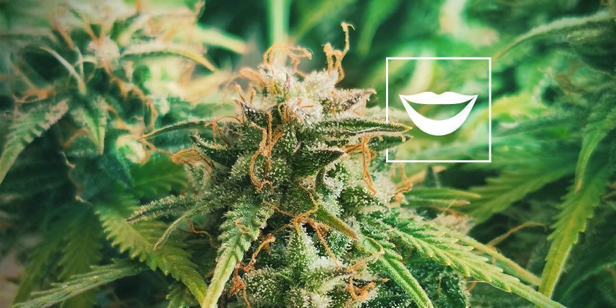 LE MIGLIORI VARIETÀ CANNABICHE PER RIDERE