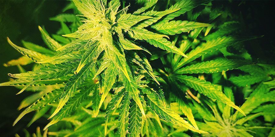 Quali Sono I Segnali Che Indicano Uno Stress Da Illuminazione? Cannabis