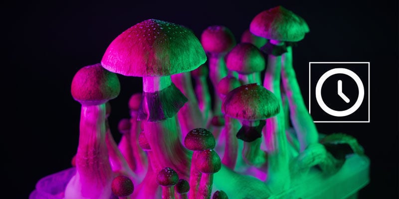 È possibile assumere due dosi di funghi allucinogeni?