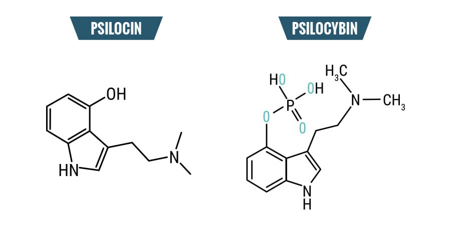 Psilocibina vs. Psilocina: Le Differenze