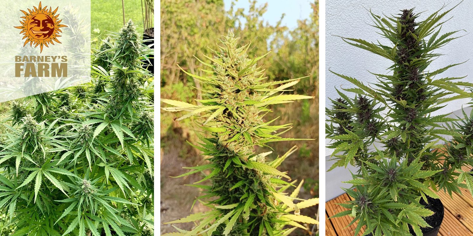 Amnesia Haze Auto: Barney's Farm Amnesia Haze Auto: Barney's Farm