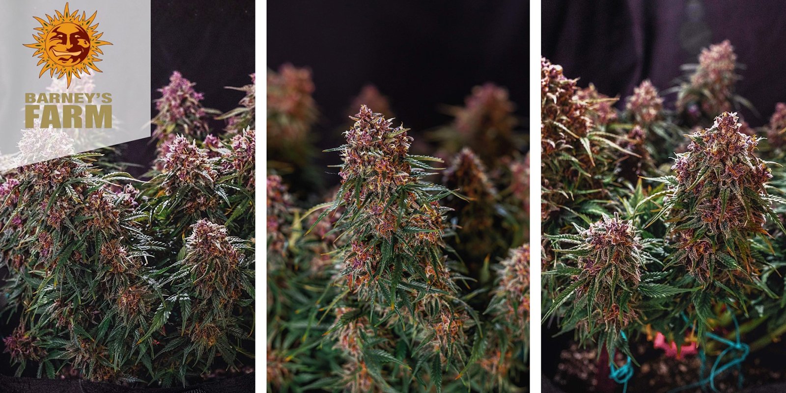 Gorilla Zkittlez Auto: Barney's Farm Gorilla Zkittlez Auto: Barney's Farm