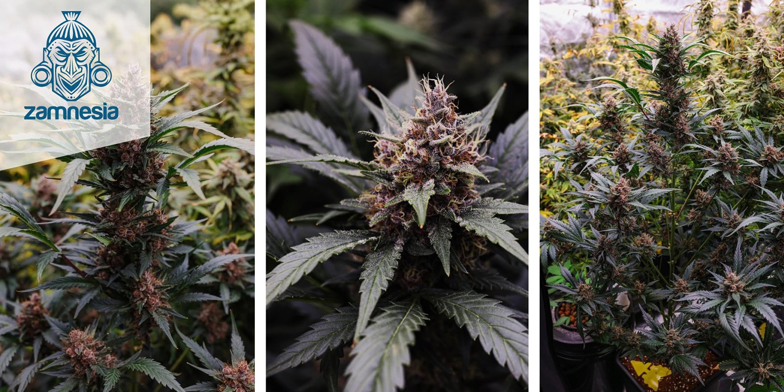 LSD Auto: Zamnesia Seeds LSD Auto: Zamnesia Seeds