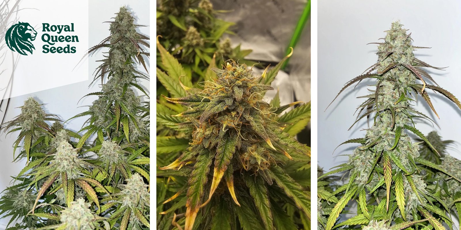 Medusa F1 Auto: Royal Queen Seeds Medusa F1 Auto: Royal Queen Seeds