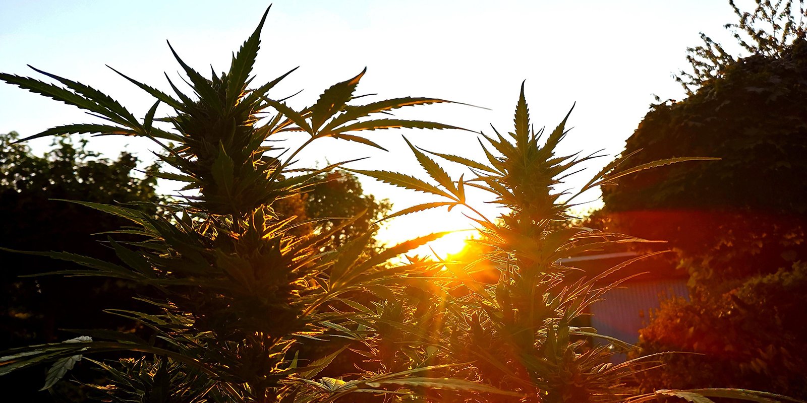 Coltivare outdoor non è mai stato così facile