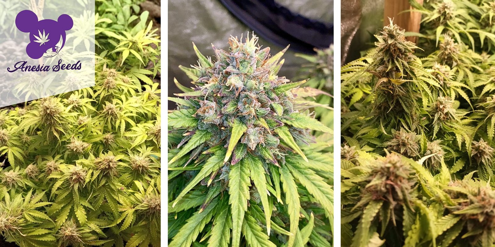 Rainbow Donut Auto: Anesia Seeds Rainbow Donut Auto: Anesia Seeds