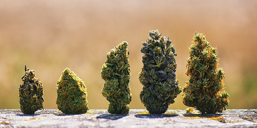 Le Migliori Varietà Di Cannabis Statunitensi