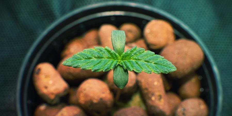 COLTIVARE CANNABIS UTILIZZANDO IL SISTEMA IDROPONICO