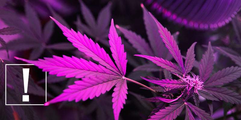 Perché la luce è importante per la coltivazione della cannabis