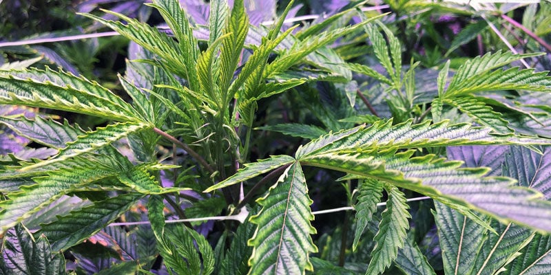 Svantaggi Della Luce UV Per Le Piante Di Cannabis