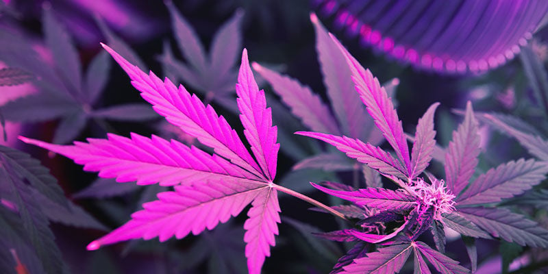 Come La Luce Uv Influisce Sulle Piante Di Cannabis