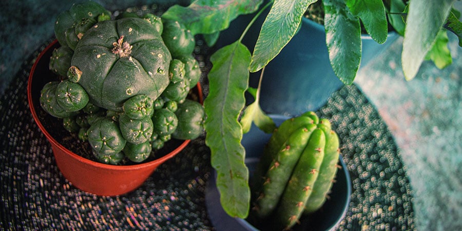 Coltivare Cactus Di Mescalina A Partire Dai Semi – Conclusioni