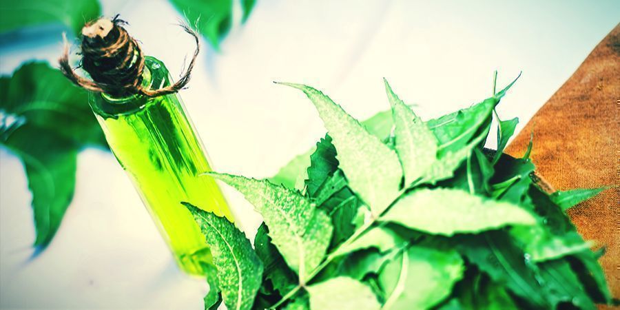 Olio Di Neem - spray da applicare alla cannabis